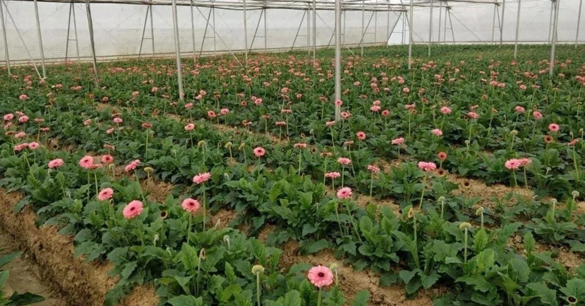 सीहोर की सीमा मेहता ने बदली किस्मत, पॉलीहाउस में जरबेरा उगाकर पाई लाखों की आय
