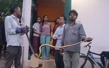 सागर में किचन में घुसा 8 फीट लंबा सांप, स्नेक कैचर ने सुरक्षित पकड़ा